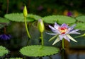 Giant Amazon water lily Royalty Free Stock Photo