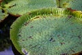 Floating giant amazon waterlily close up view in Mauritius botanical garden Royalty Free Stock Photo