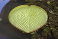 Giant Amazonian Water Lily Pads Closeup