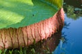 Giant Amazonian waterlily Royalty Free Stock Photo