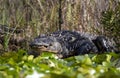 Giant American Alligator laying on lily pad hammock in the Okefenokee Swamp, Georgia