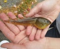 Giant American Bullfrog Tadpole in hands Royalty Free Stock Photo