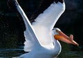 Giant American white pelican (Pelecanus erythrorhynchos) hunting in water