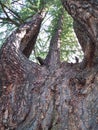 Giant ancient larch