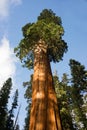 Giant Ancient Seqouia Tree California National Park Redwoods Royalty Free Stock Photo