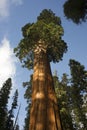 Giant Ancient Seqouia Tree Kings Canyon National Park Royalty Free Stock Photo