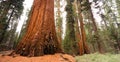 Giant Ancient Seqouia Tree Kings Canyon National Park Royalty Free Stock Photo