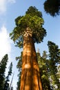 Giant Ancient Seqouia Tree Kings Canyon National Park Royalty Free Stock Photo