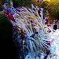 Giant anemone Bonaire Royalty Free Stock Photo