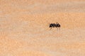 Giant Ant Camponotus xerxes, a black night time creature, running along the sand dunes in the United Arab Emirates at night Royalty Free Stock Photo