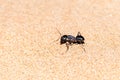 Giant Ant Camponotus xerxes, a black night time creature, running along the sand dunes in the United Arab Emirates at night Royalty Free Stock Photo