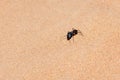 Giant Ant Camponotus xerxes, a black night time creature, running along the sand dunes in the United Arab Emirates at night Royalty Free Stock Photo