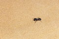 Giant Ant Camponotus xerxes, a black night time creature, running along the sand dunes in the United Arab Emirates at night Royalty Free Stock Photo