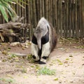 Giant ant eater walking Royalty Free Stock Photo