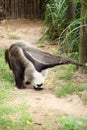 Giant ant eater walking Royalty Free Stock Photo
