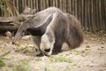 Giant ant eater walking Royalty Free Stock Photo