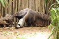 Giant ant eater walking Royalty Free Stock Photo