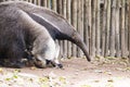 Giant ant eater Royalty Free Stock Photo