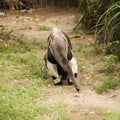 Giant ant eater walking Royalty Free Stock Photo