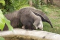 Giant ant eater Royalty Free Stock Photo