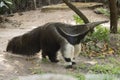 Giant ant eater walking Royalty Free Stock Photo