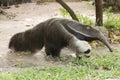 Giant ant eater Royalty Free Stock Photo