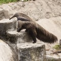 Giant ant eater walking Royalty Free Stock Photo