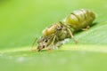 Giant ant laying eggs Royalty Free Stock Photo