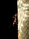 Giant Ant on tree Royalty Free Stock Photo