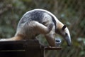 Giant Anteater