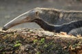 Giant anteater Royalty Free Stock Photo