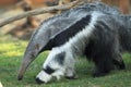 Giant anteater