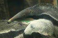 Giant anteater Royalty Free Stock Photo