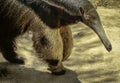 Giant Anteater Close Up Detail Royalty Free Stock Photo