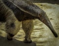 Giant Anteater Close Up Detail Royalty Free Stock Photo