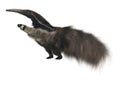 Giant Anteater