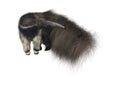 Giant Anteater