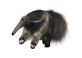 Giant Anteater