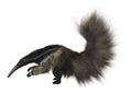 Giant Anteater