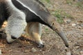 Giant anteater detail Royalty Free Stock Photo