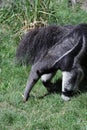 Portrait of Giant anteater walking on grass Royalty Free Stock Photo