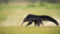Giant anteater in grassy clearing searching for termites Royalty Free Stock Photo