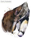 Giant anteater hand draw watercolor illustration