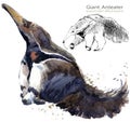 Giant anteater hand draw watercolor illustration