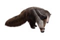 Giant anteater isolated on White Background. Anteater, cute animal from Brazil