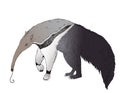 The Giant Anteater is looking for some ants