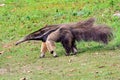 A Giant Anteater on the move Royalty Free Stock Photo