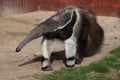 Giant anteater (Myrmecophaga tridactyla). Royalty Free Stock Photo