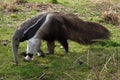 Giant anteater (Myrmecophaga tridactyla). Royalty Free Stock Photo