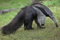 Giant anteater (Myrmecophaga tridactyla). Royalty Free Stock Photo